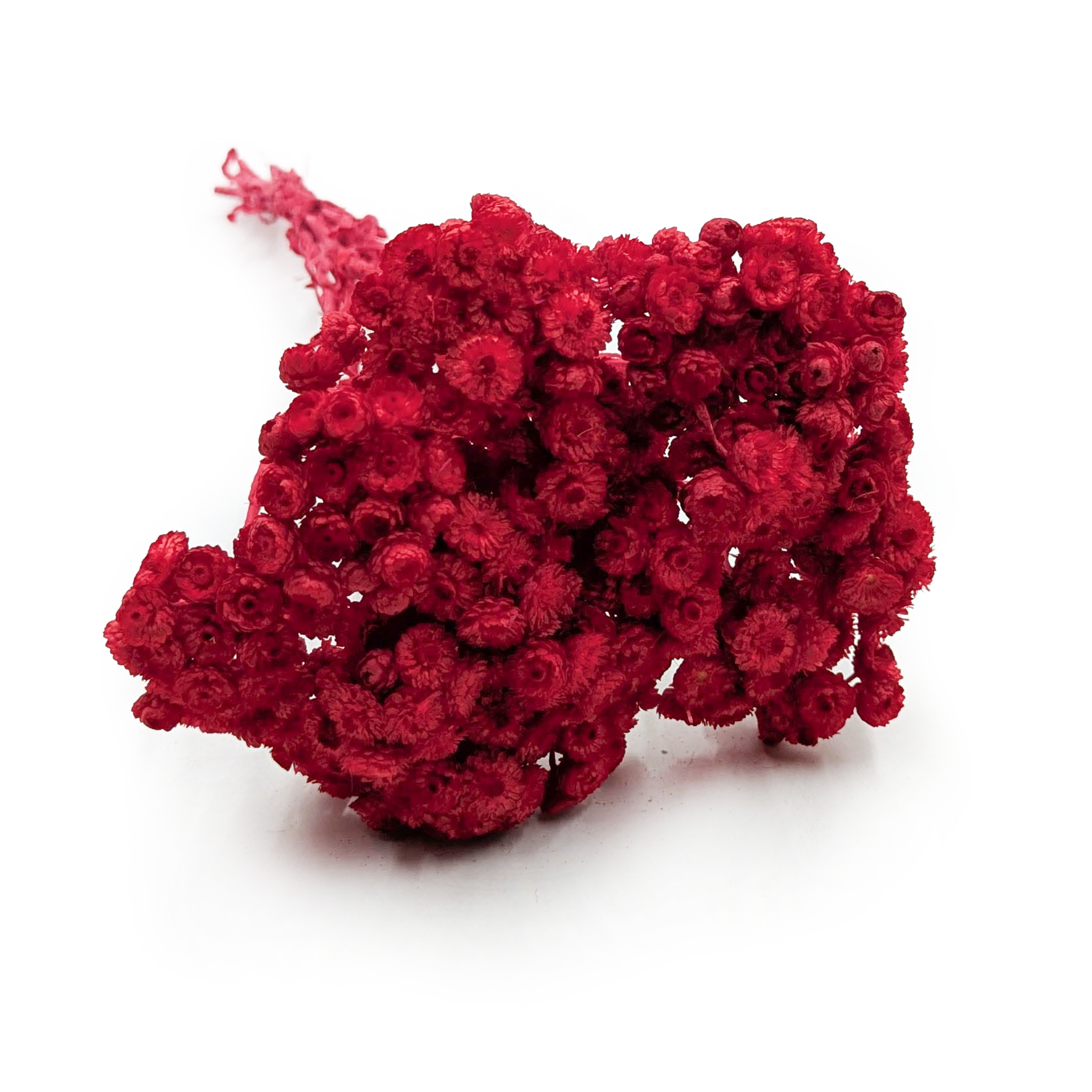 Getrockneter Italienischer Helichrysum - (helichrysum Italicum) - Rot