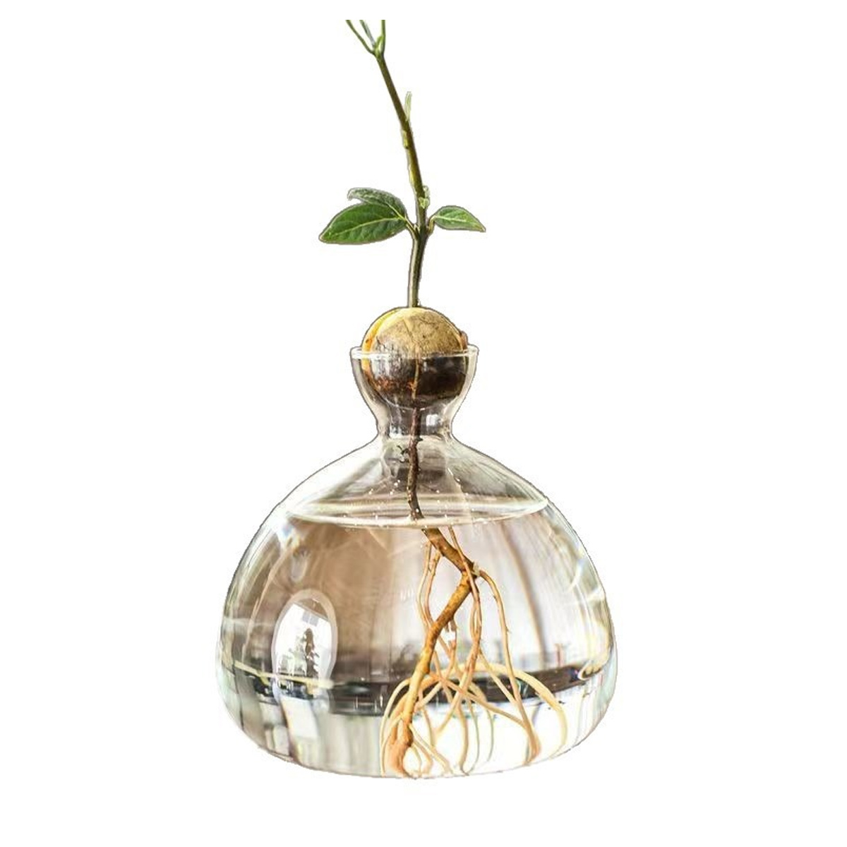 Klare Glasvase Für Avocados, Sprossen-hydroponik-sets, Als Büro- Oder Gartendekoration