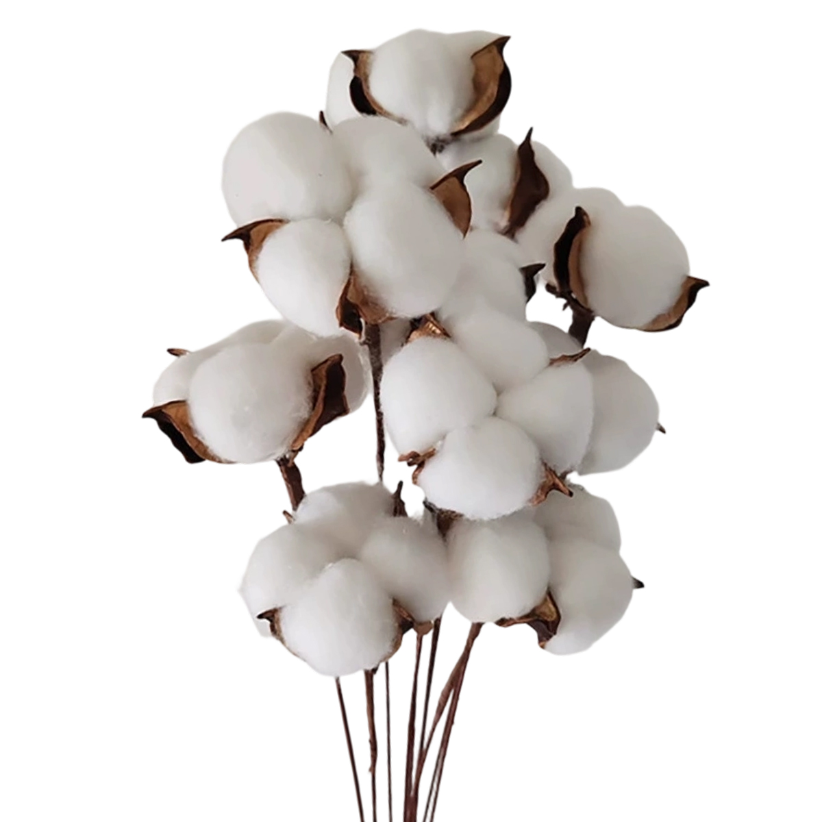 Packung Mit 30 Echten, Getrockneten Baumwollblüten Mit Stiel, 30 Cm - Packung Mit 30 Echten, Getrockneten Baumwollblüten Mit Stiel, 30 Cm