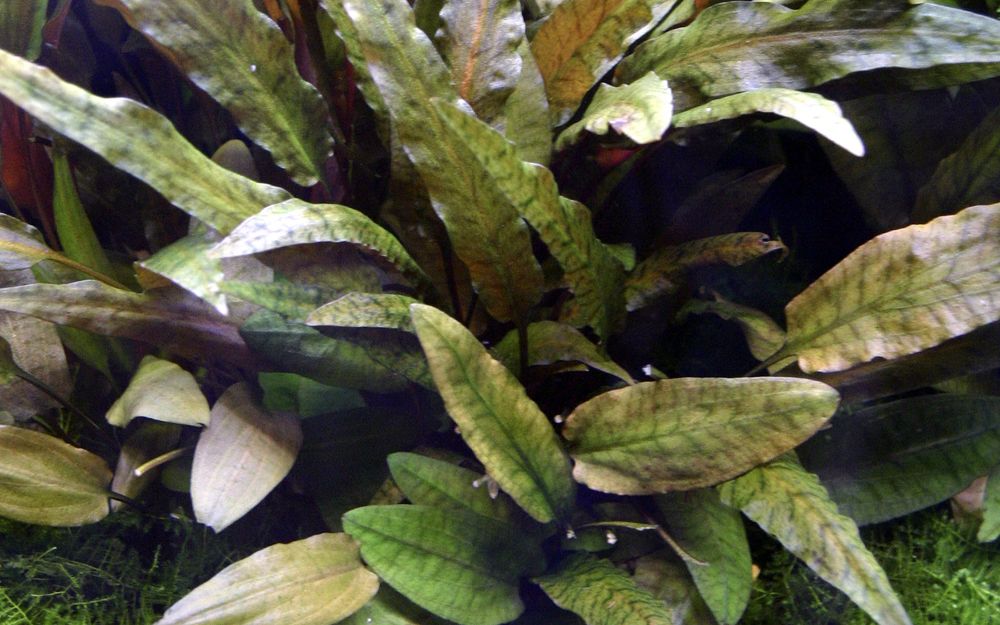 Aquarium Pflanze Cryptocoryne Wendtii 'tropica' Nr.309e