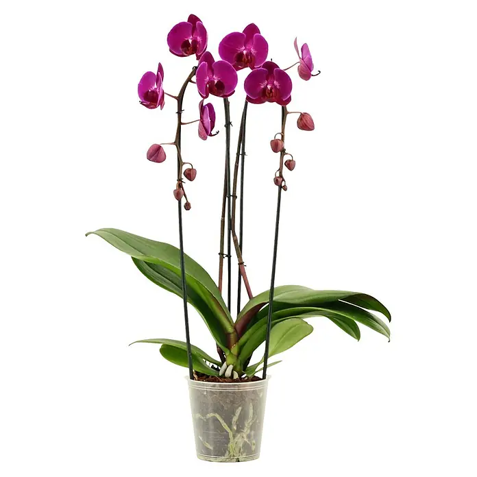 Piardino Schmetterlingsorchidee (Phalaenopsis Hybride Cascade, Topfgröße: 12 cm, Lila, Anzahl Triebe: 2 Stk., Aufrecht)