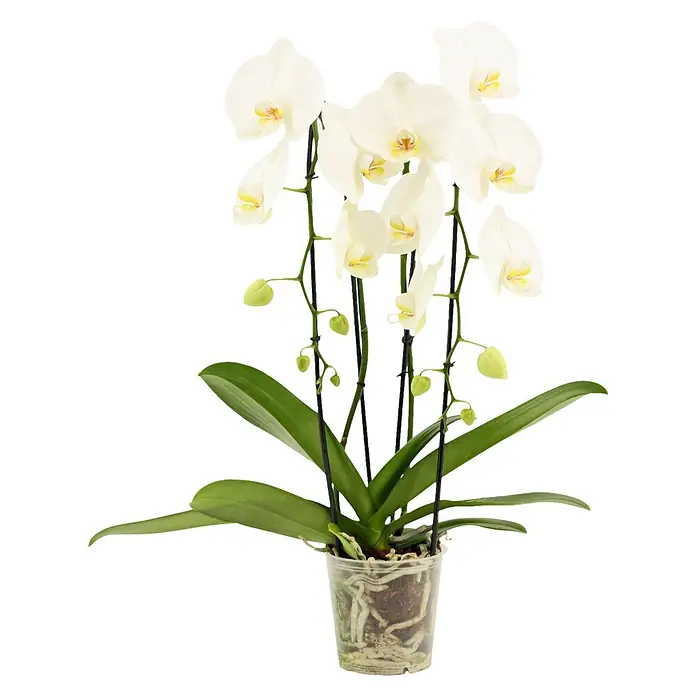 Piardino Schmetterlingsorchidee (Phalaenopsis Hybride Cascade, Topfgröße: 12 cm, Weiß, Anzahl Triebe: 2 Stk., Aufrecht)