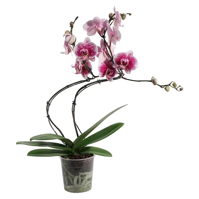 Piardino Schmetterlingsorchidee (Phalaenopsis Hybride Hurricane, Topfgröße: 12 cm, Lila, Anzahl Triebe: 2 Stk., Aufrecht)