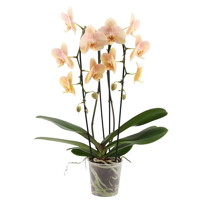 Piardino Schmetterlingsorchidee (Phalaenopsis Hybride Cascade, Topfgröße: 12 cm, Gelb, Anzahl Triebe: 2 Stk., Aufrecht)
