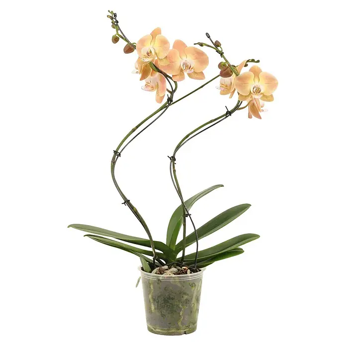 Piardino Schmetterlingsorchidee (Phalaenopsis Hybride Hurricane, Topfgröße: 12 cm, Gelb, Anzahl Triebe: 2 Stk., Aufrecht)