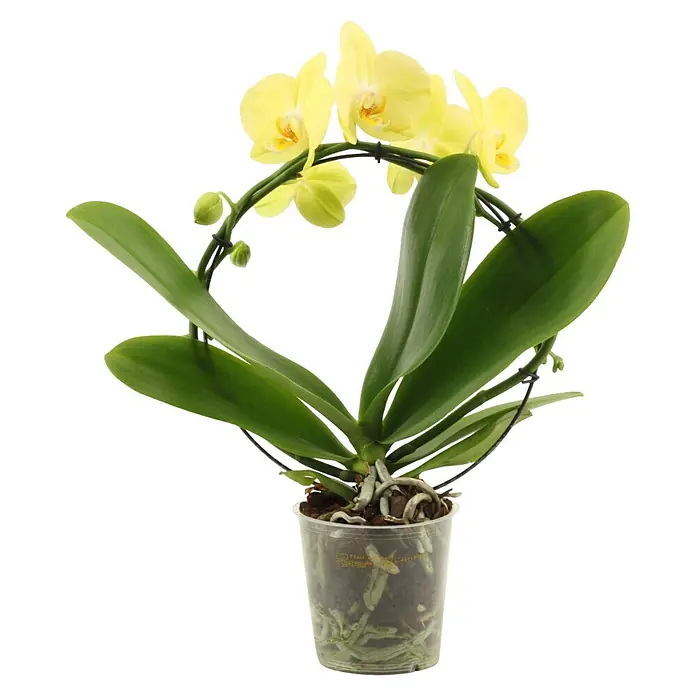 Piardino Schmetterlingsorchidee (Phalaenopsis Hybride 2er Bogen, Topfgröße: 12 cm, Gelb, Anzahl Triebe: 2 Stk., Aufrecht)