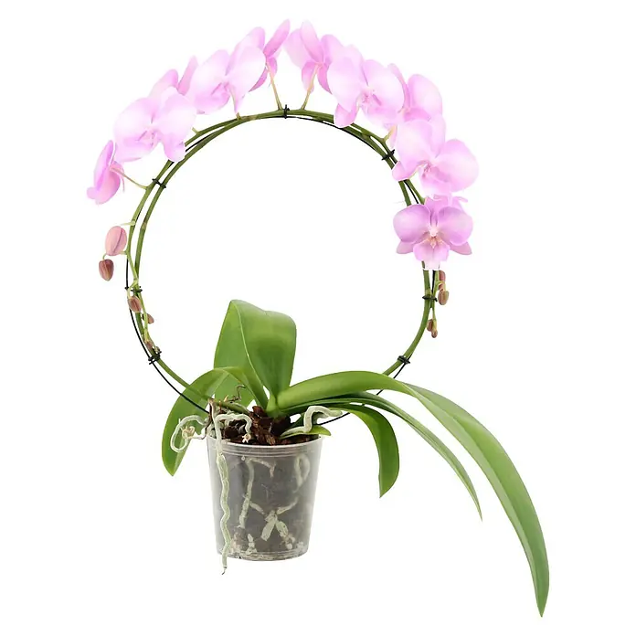 Piardino Schmetterlingsorchidee (Phalaenopsis Hybride 2er Bogen, Topfgröße: 12 cm, Rosa, Anzahl Triebe: 2 Stk., Aufrecht)