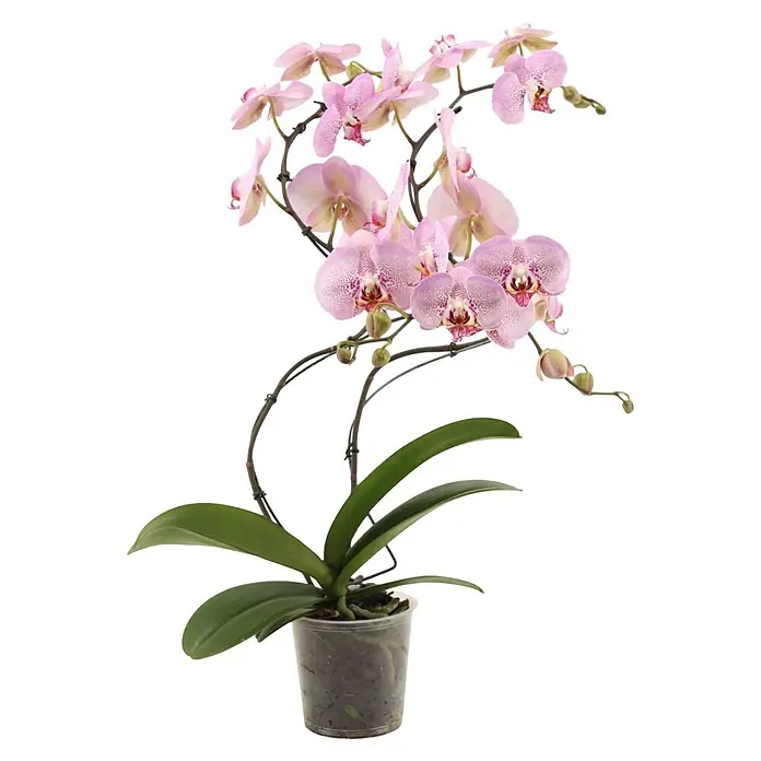 Piardino Schmetterlingsorchidee (Phalaenopsis Hybride Hurricane, Topfgröße: 12 cm, Rosa, Anzahl Triebe: 2 Stk., Aufrecht)