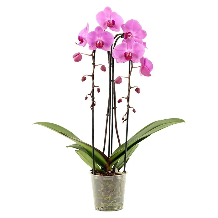 Piardino Schmetterlingsorchidee (Phalaenopsis Hybride Cascade, Topfgröße: 12 cm, Rosa, Anzahl Triebe: 2 Stk., Aufrecht)