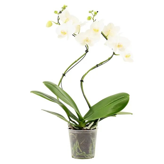 Piardino Schmetterlingsorchidee (Phalaenopsis Hybride Hurricane, Topfgröße: 12 cm, Weiß, Anzahl Triebe: 2 Stk., Aufrecht)