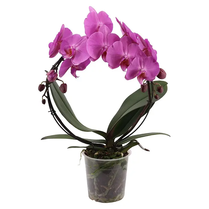 Piardino Schmetterlingsorchidee (Phalaenopsis Hybride 2er Bogen, Topfgröße: 12 cm, Lila, Anzahl Triebe: 2 Stk., Aufrecht)
