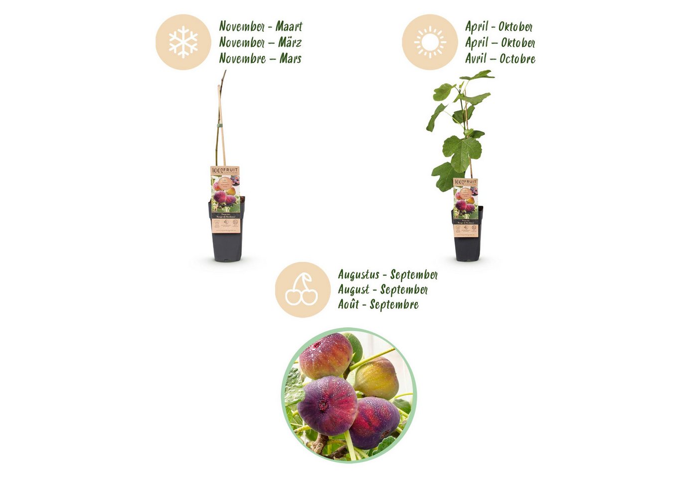 Exotenherz Obstpflanze Ficus carica Rouge de Bordeaux- Feigenbaum 2 Stück 15cm Topf 50cm hoch