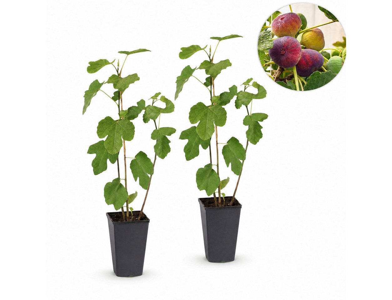 Exotenherz Obstpflanze Ficus carica Rouge de Bordeaux- Feigenbaum 2 Stück 15cm Topf 50cm hoch Bild 2