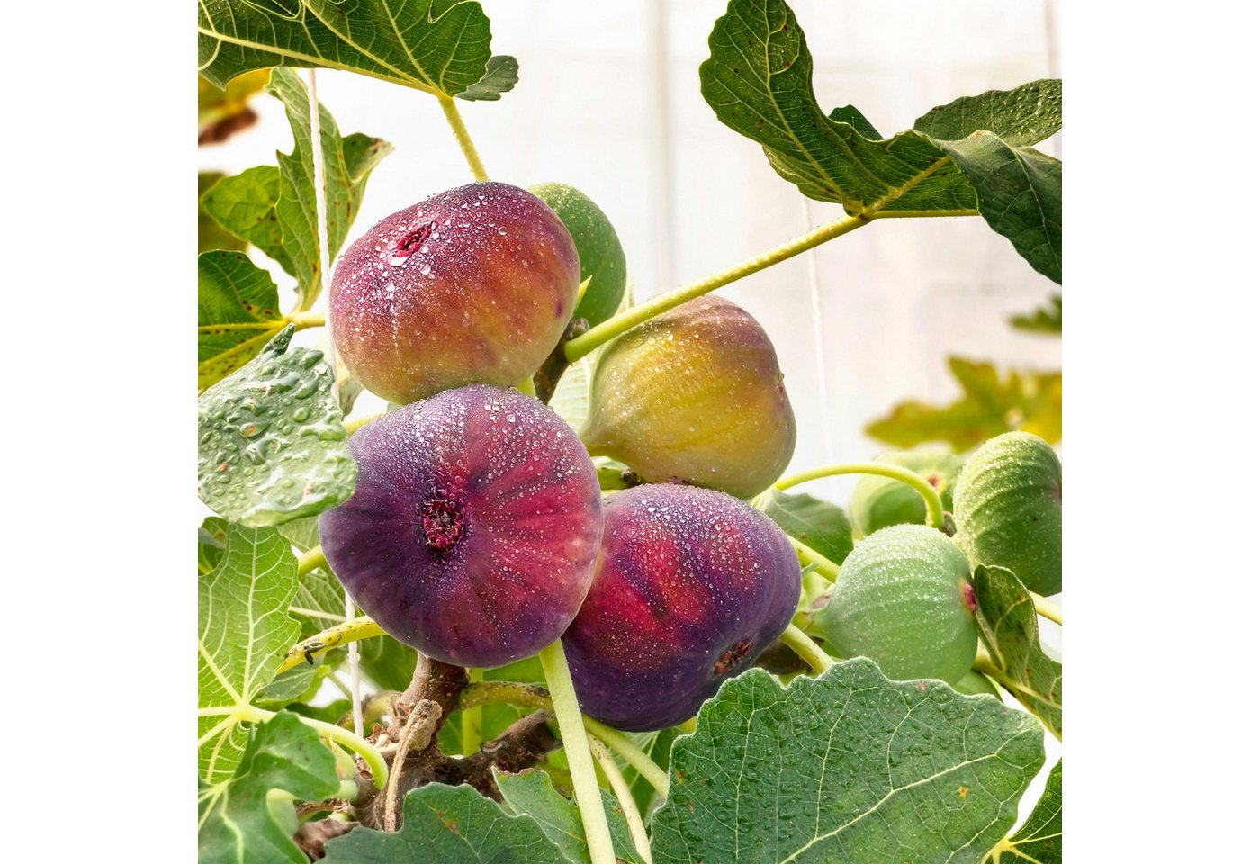 Exotenherz Obstpflanze Ficus carica Rouge de Bordeaux- Feigenbaum 2 Stück 15cm Topf 50cm hoch Bild 3