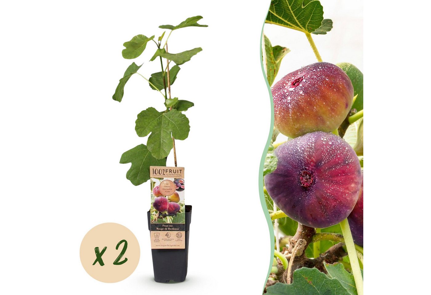 Exotenherz Obstpflanze Ficus carica Rouge de Bordeaux- Feigenbaum 2 Stück 15cm Topf 50cm hoch Bild 4