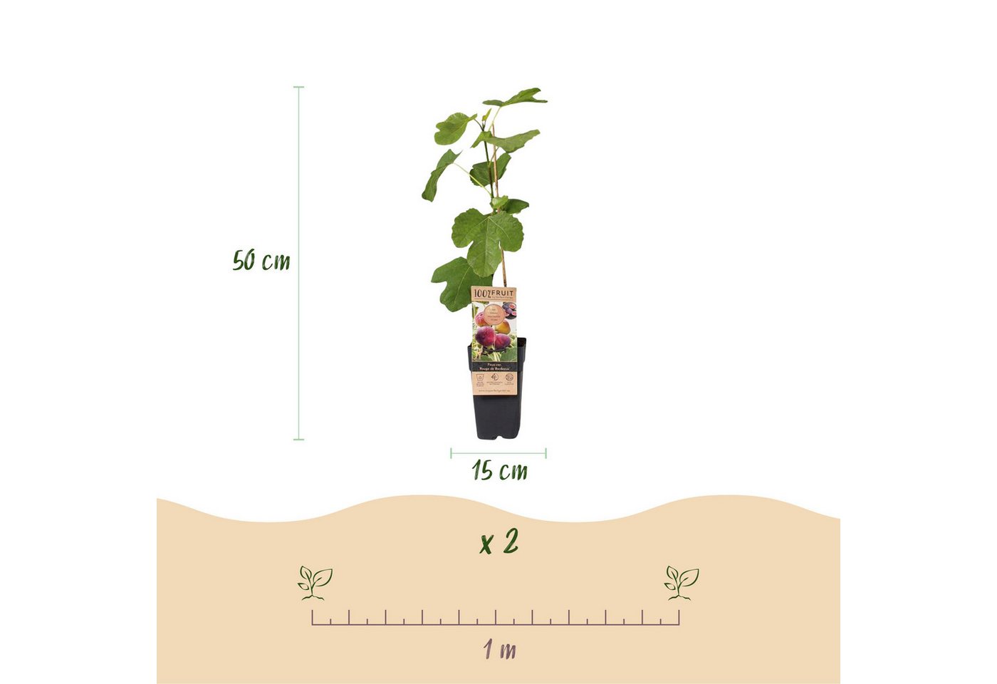 Exotenherz Obstpflanze Ficus carica Rouge de Bordeaux- Feigenbaum 2 Stück 15cm Topf 50cm hoch Bild 5