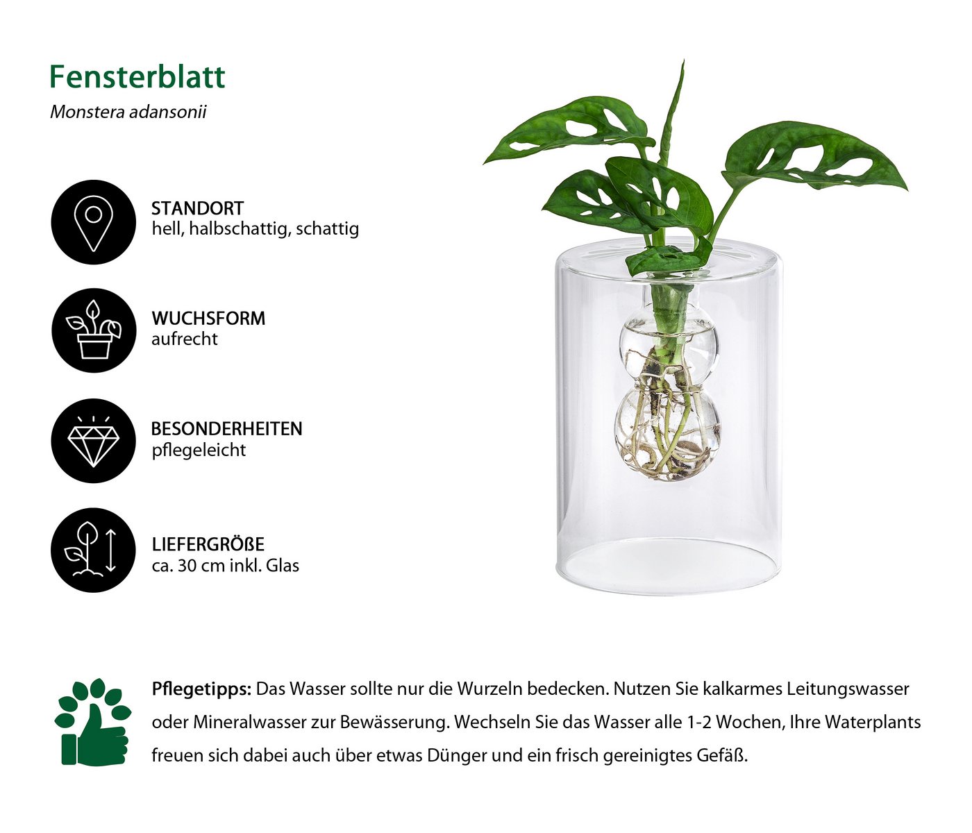 Dehner Zimmerpflanze Waterplant Fensterblatt, Monstera, im Glas, Monstera adansonii, Wasserpflanze im Glas