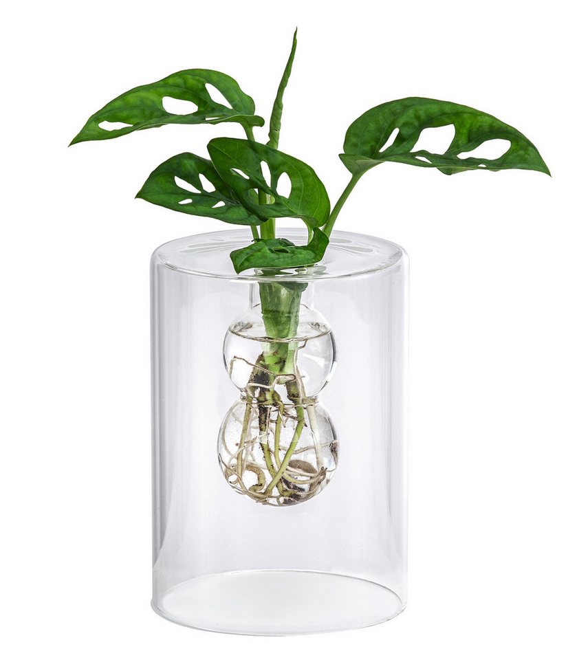 Dehner Zimmerpflanze Waterplant Fensterblatt, Monstera, im Glas, Monstera adansonii, Wasserpflanze im Glas Bild 2