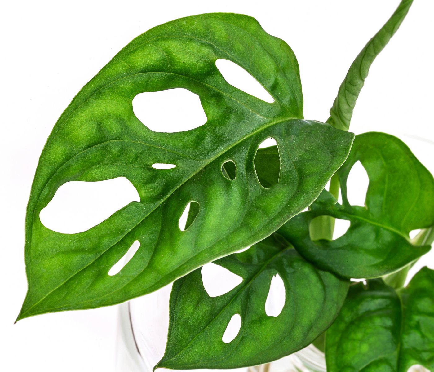 Dehner Zimmerpflanze Waterplant Fensterblatt, Monstera, im Glas, Monstera adansonii, Wasserpflanze im Glas Bild 3