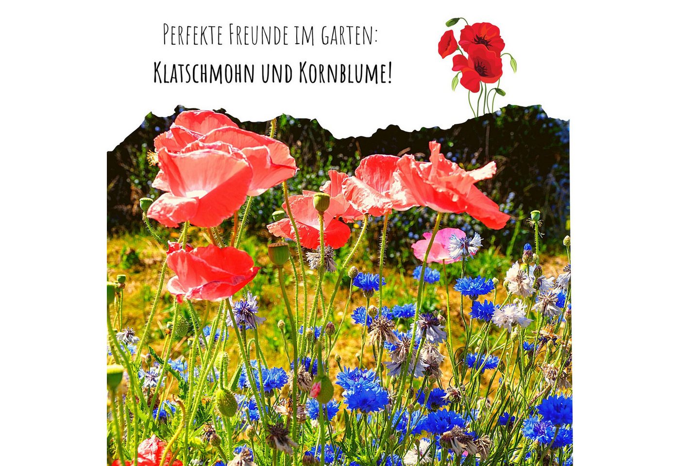 HappySeed Blumensamen Klatschmohn Samen - Papaver rhoeas (Mix), Klatschmohn Bild 3