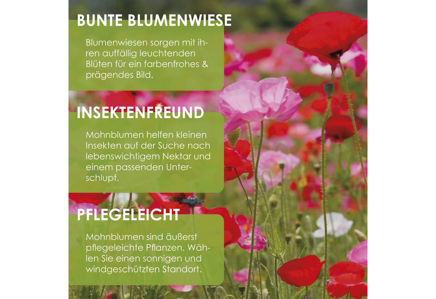 HappySeed Blumensamen Klatschmohn Samen - Papaver rhoeas (Mix), Klatschmohn Bild 5