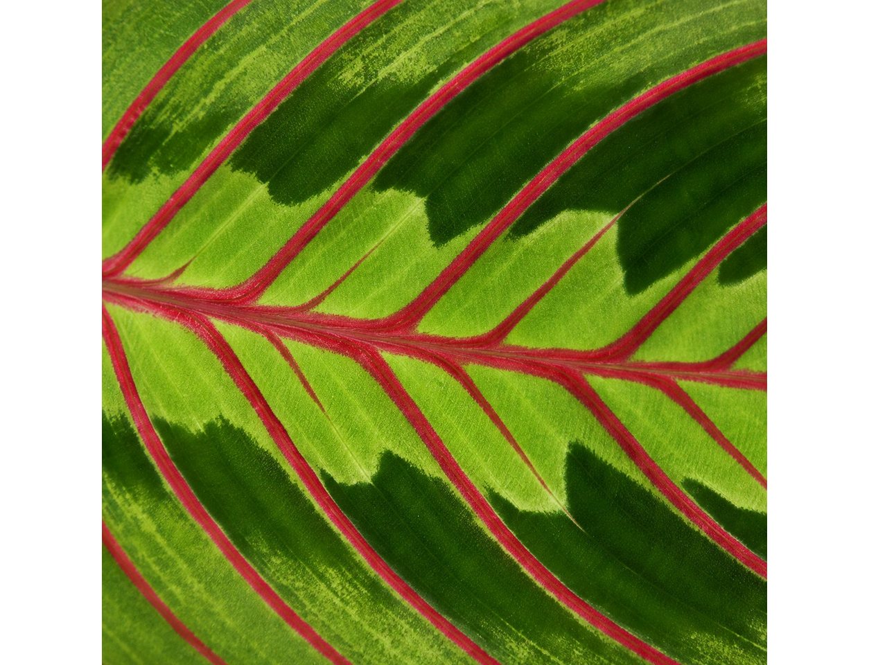Exotenherz Zimmerpflanze Maranta leuconeura 'Fascinator' Schattenpflanze 17cm Ampeltopf