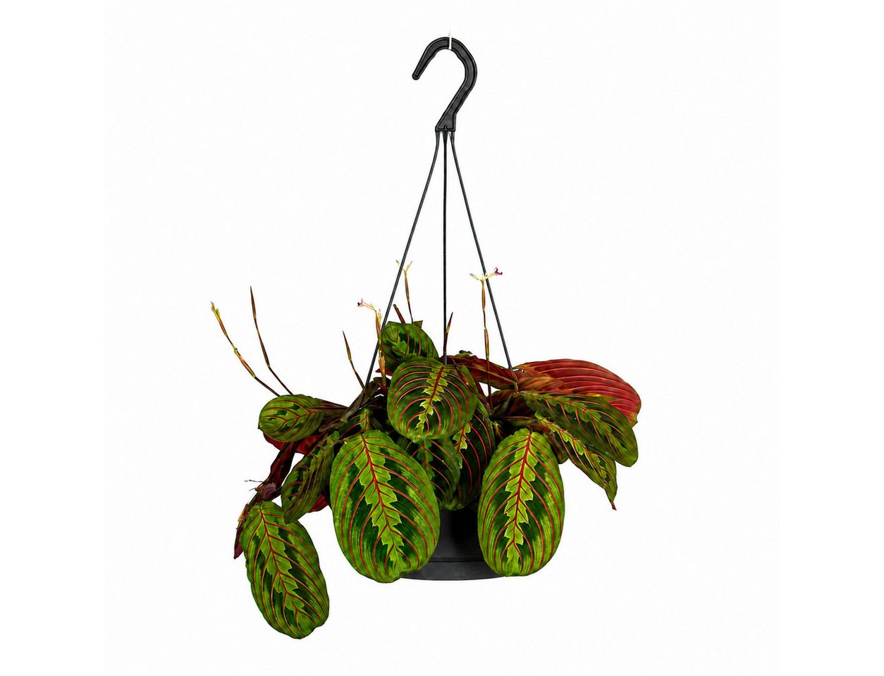 Exotenherz Zimmerpflanze Maranta leuconeura 'Fascinator' Schattenpflanze 17cm Ampeltopf Bild 2