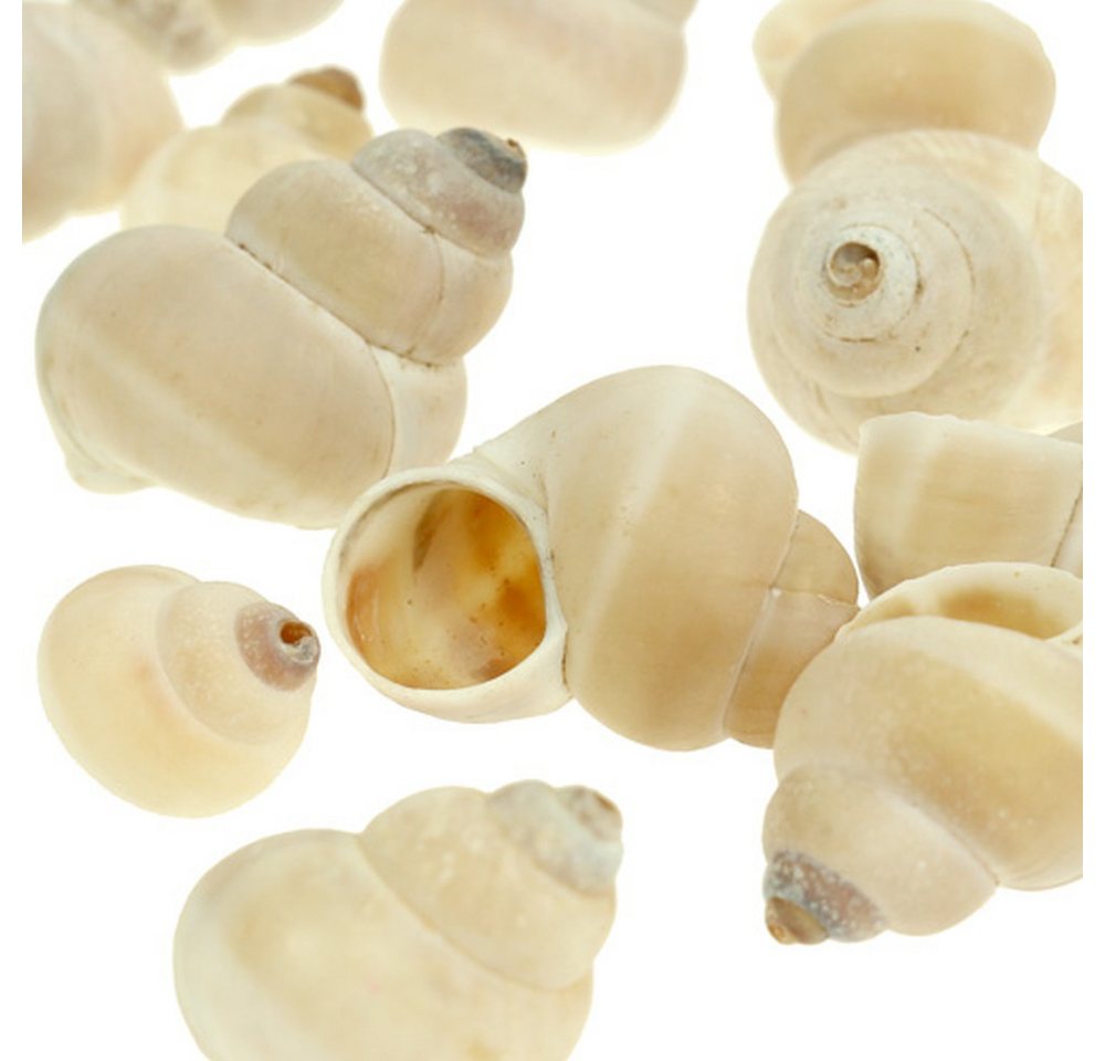 Viana Bastelnaturmaterial Umachi Deko Meermuscheln 500g für maritime Deko DIY Basteln