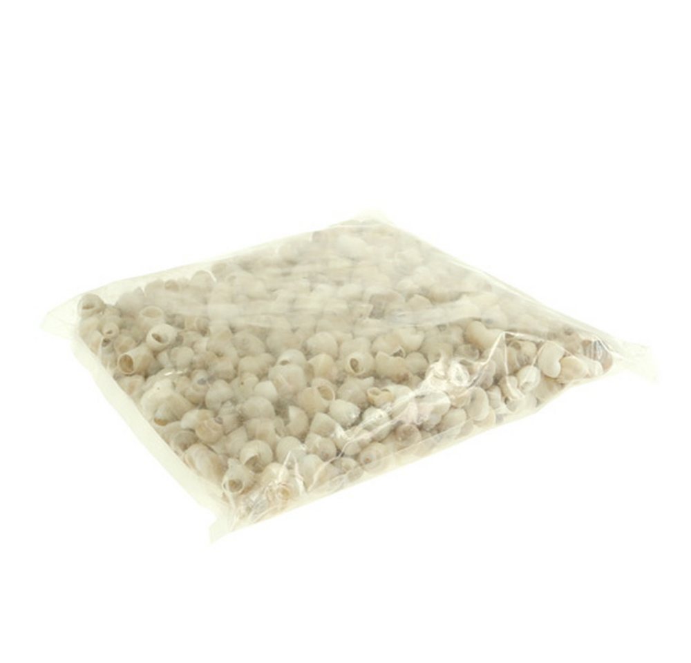 Viana Bastelnaturmaterial Umachi Deko Meermuscheln 500g für maritime Deko DIY Basteln Bild 2
