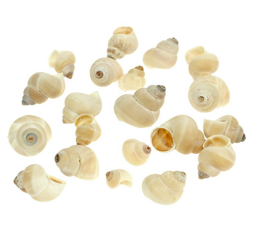 Viana Bastelnaturmaterial Umachi Deko Meermuscheln 500g für maritime Deko DIY Basteln Bild 3
