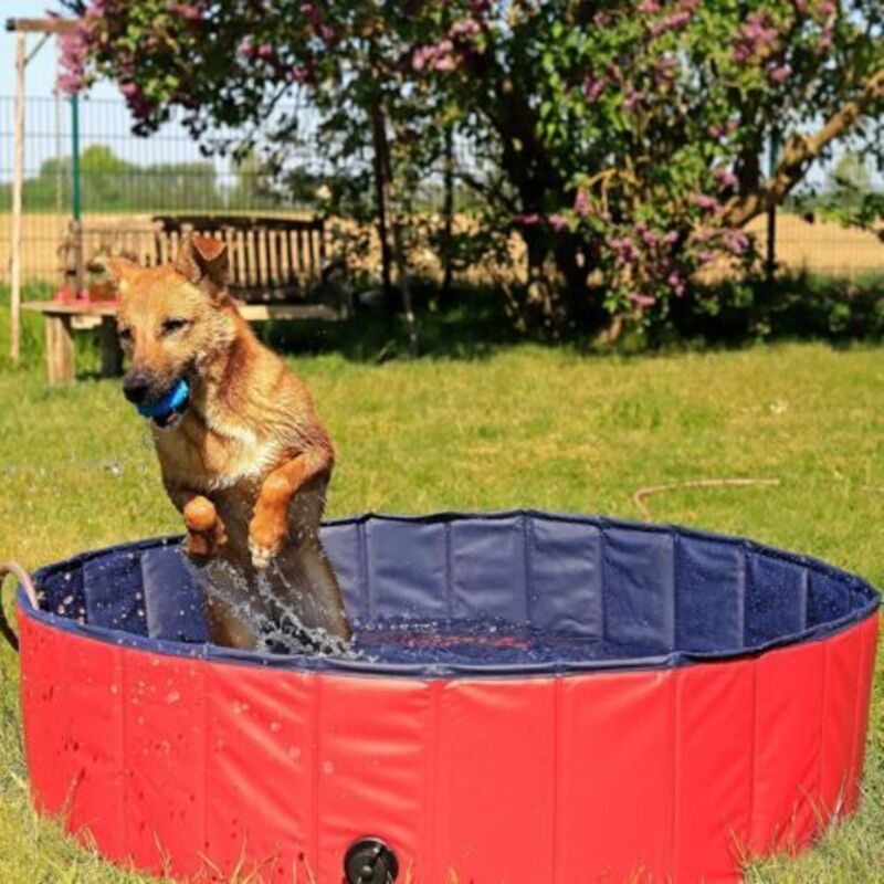Faltbarer Hundepool Aus Kratzfestem Pvc, Ø 80 Cm, Höhe 20 Cm, Rutschfeste Oberfläche Und Ablassstopfen Zum Einfachen Entleeren Ohne Pumpe, Robustes Kinderbecken, Blau/rot