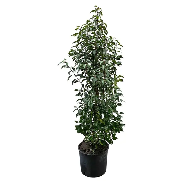 Portugiesische Lorbeerkirsche Angustifolia (Prunus lusitanica 'Angustifolia', Topfgröße: 26 cm, Aktuelle Wuchshöhe: 130 cm - 140 cm)
