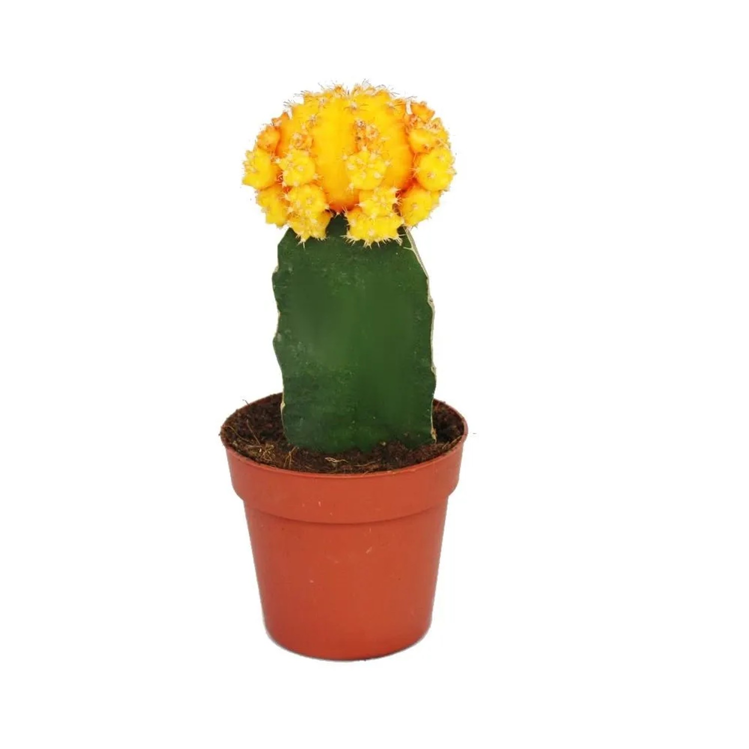 Exotenherz Gymnocalycium Mihanovichii Erdbeerkaktus Orange 8,5cm Topf