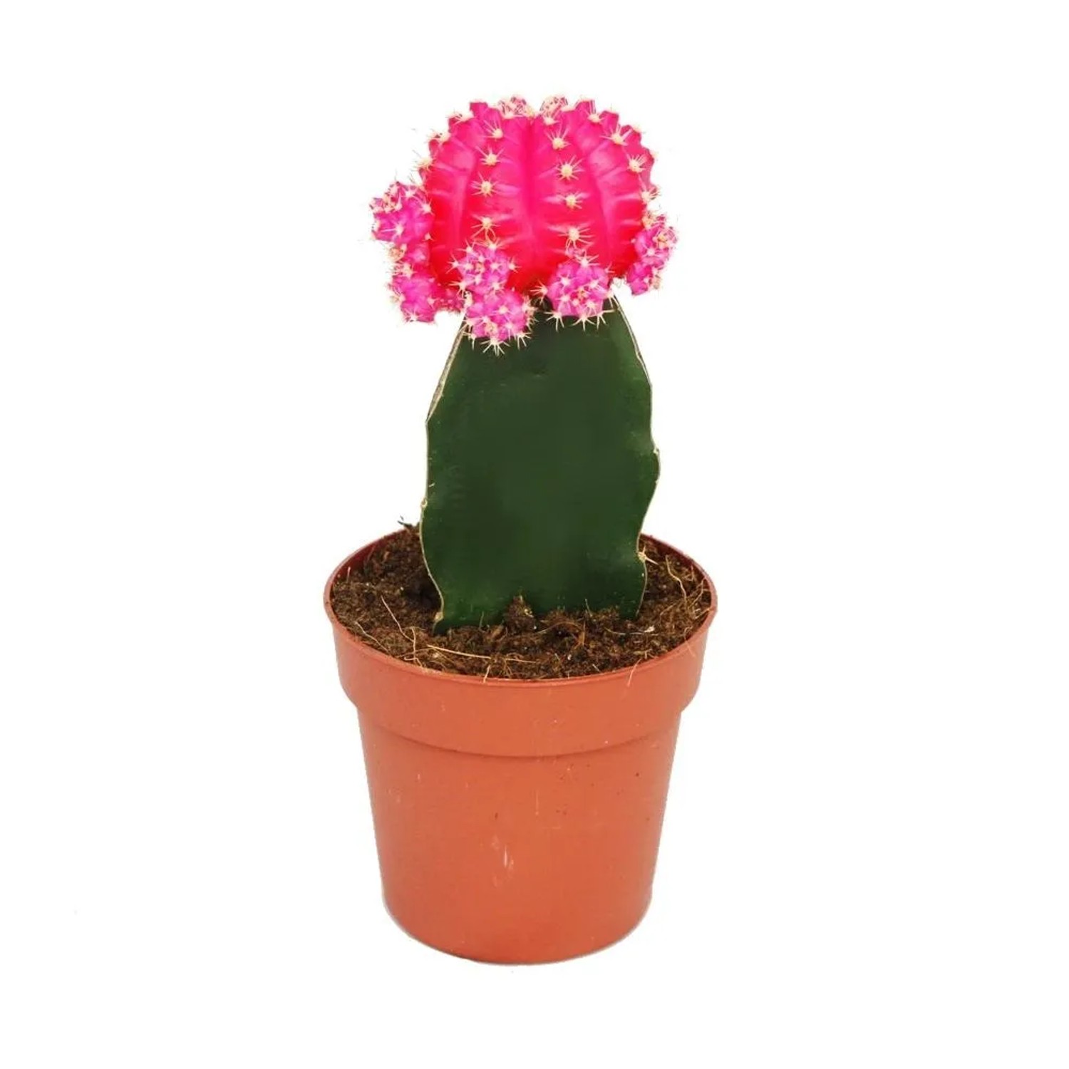 Exotenherz Gymnocalycium Mihanovichii Erdbeerkaktus Rosa 8,5cm Topf