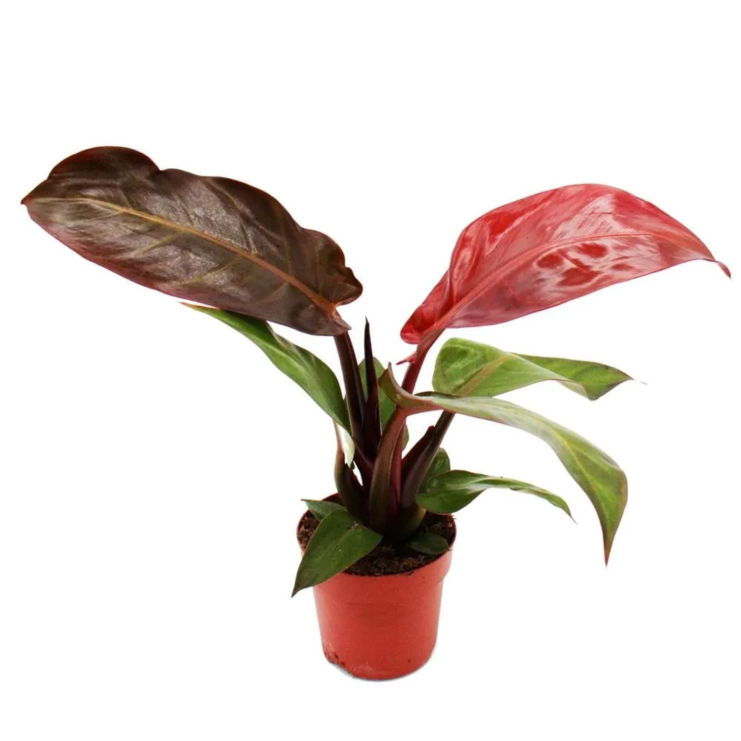 Exotenherz Philodendron Imperial Red Roter Baumfreund 12cm Topf