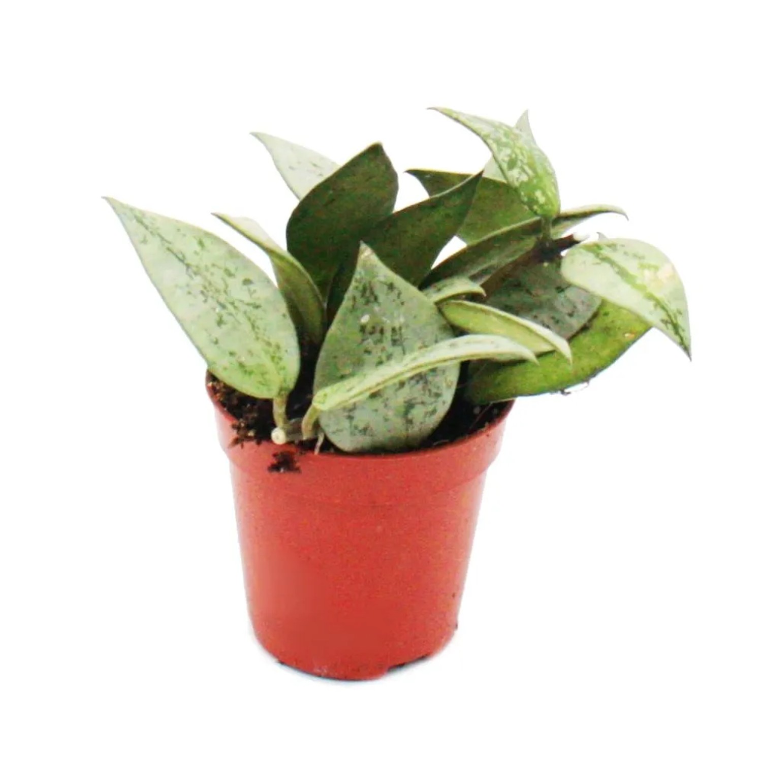 Exotenherz Minipflanze Hoya Krohniana Porzellanblume Ideal für Kleine Schalen und Gläser Babyplant im 5,5cm Topf
