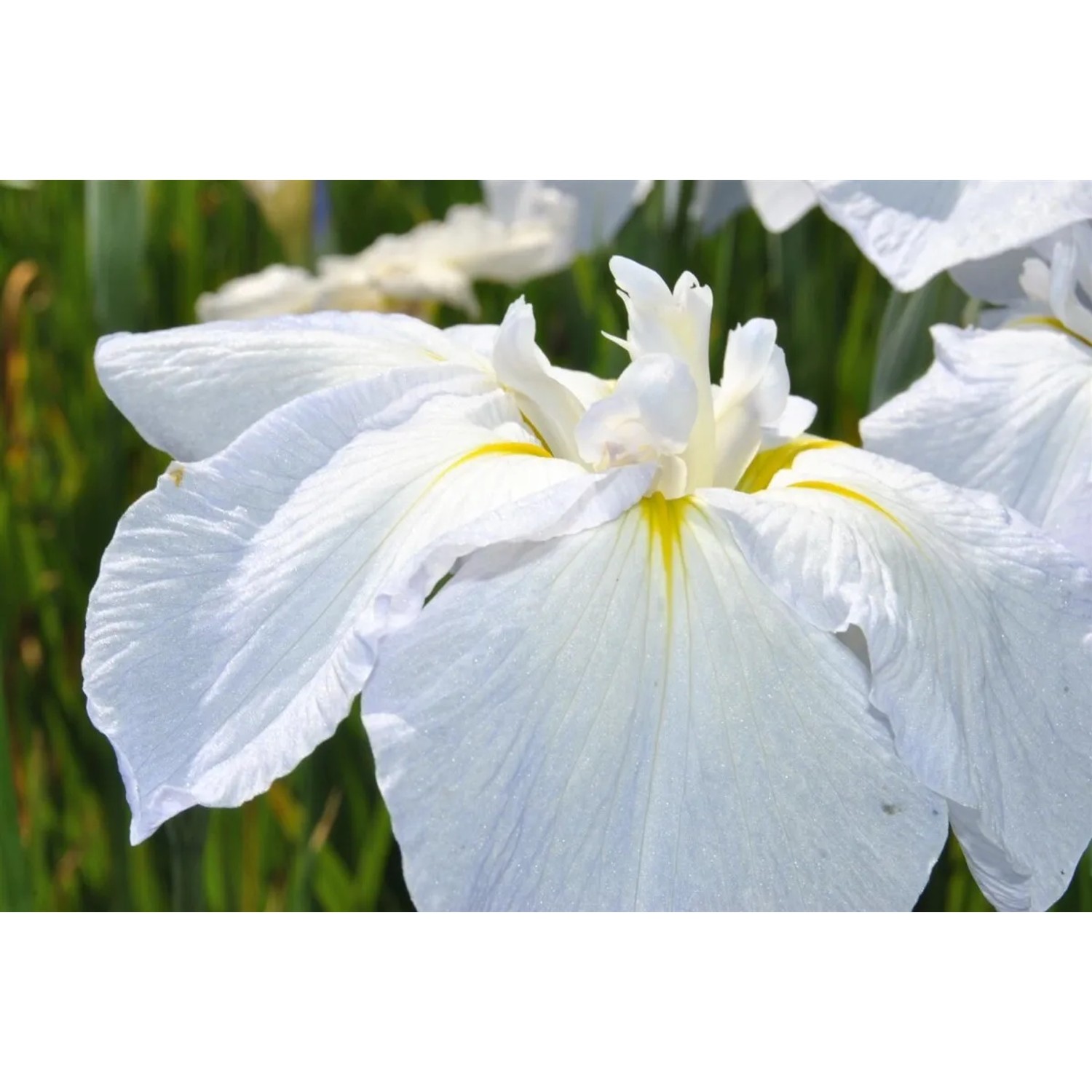 Iris Sibirica Sibirische Schwertlilie Snow Queen Ca. 11x11 cm Topf