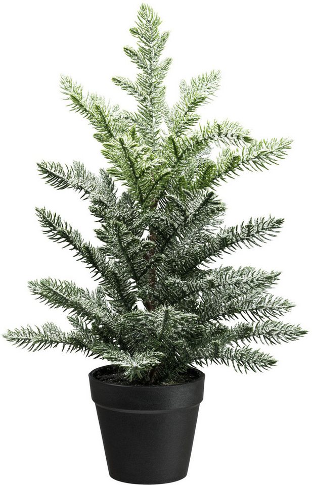 Winterliche Kunstpflanze Araucarie, Creativ green, Höhe 39 cm, mit Frost-Optik