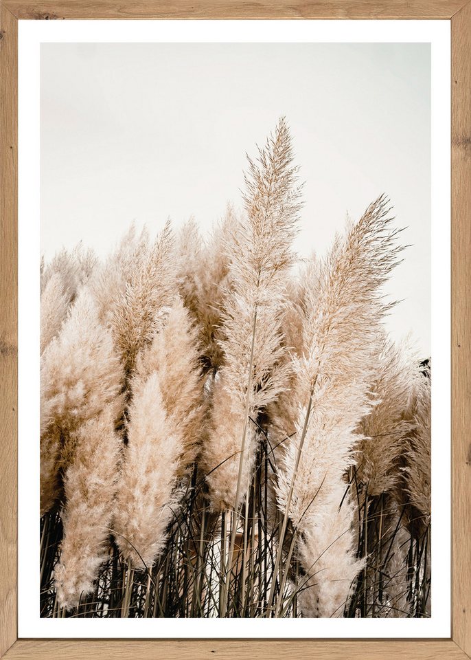 Bönninghoff Bild mit Rahmen Wandbild gerahmt PAMPASGRAS 50x70 cm – Natürliches Gräsermotiv in, Gräser, Natur, Pflanzen, Pflanzenbilder (1 St), mit dekorativem Rahmen Bild 3