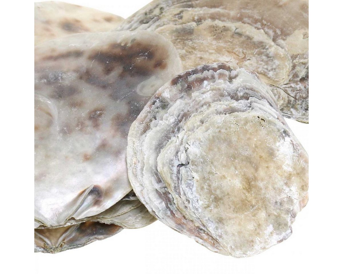 Viana Bastelnaturmaterial Capiz Muscheln Deko Natur Perlmutt Violett 8–14cm 1kg