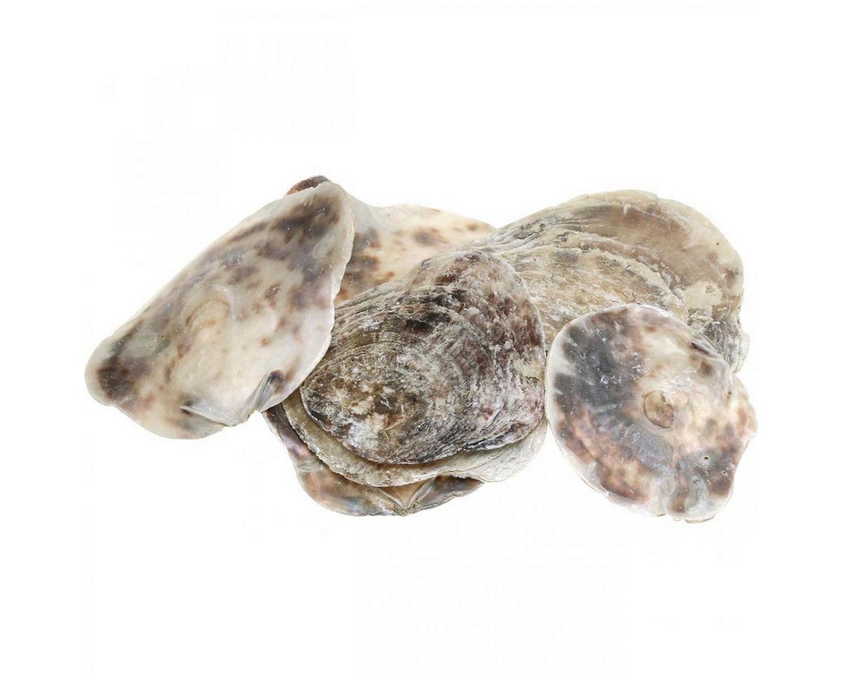 Viana Bastelnaturmaterial Capiz Muscheln Deko Natur Perlmutt Violett 8–14cm 1kg Bild 3