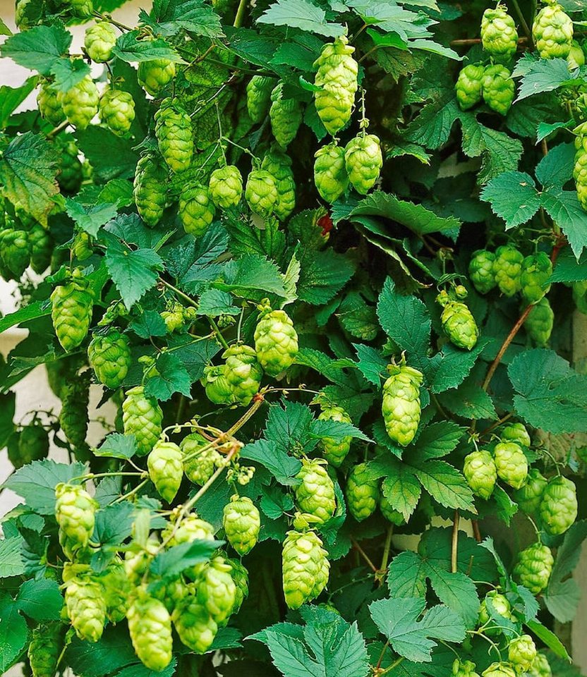 BALDUR Garten Kletterpflanze Hopfen im 1, 2 St., Hellgrünrankhilfe,winterhart, mehrjährig,duftend