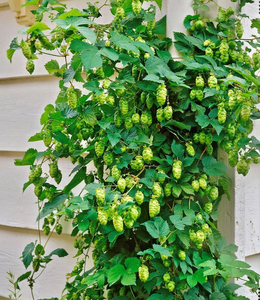 BALDUR Garten Kletterpflanze Hopfen im 1, 2 St., Hellgrünrankhilfe,winterhart, mehrjährig,duftend Bild 2