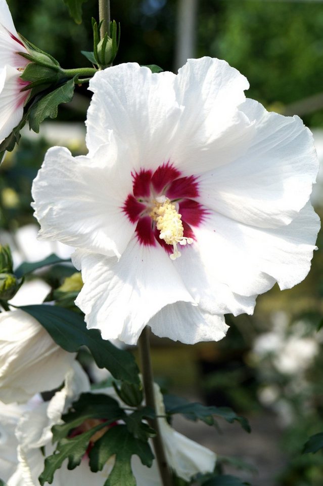 Garten von Ehren Zierstrauch Hibiscus syriacus Red Heart Containerware 60-80 cm hoch