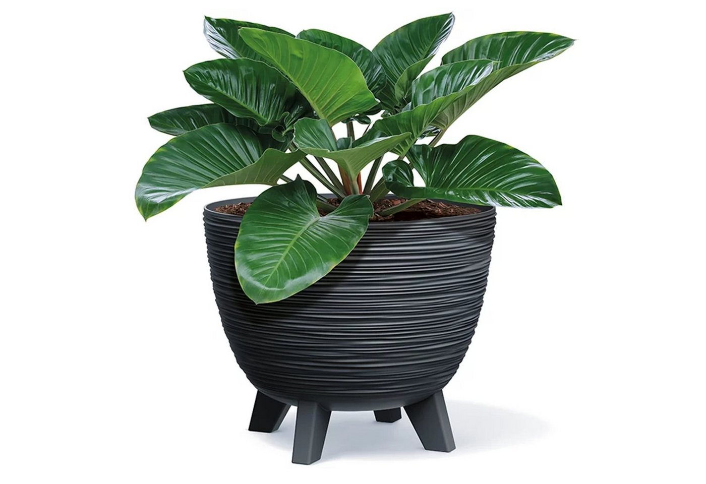 Prosperplast Blumentopf, Furu Schale mit Füßen