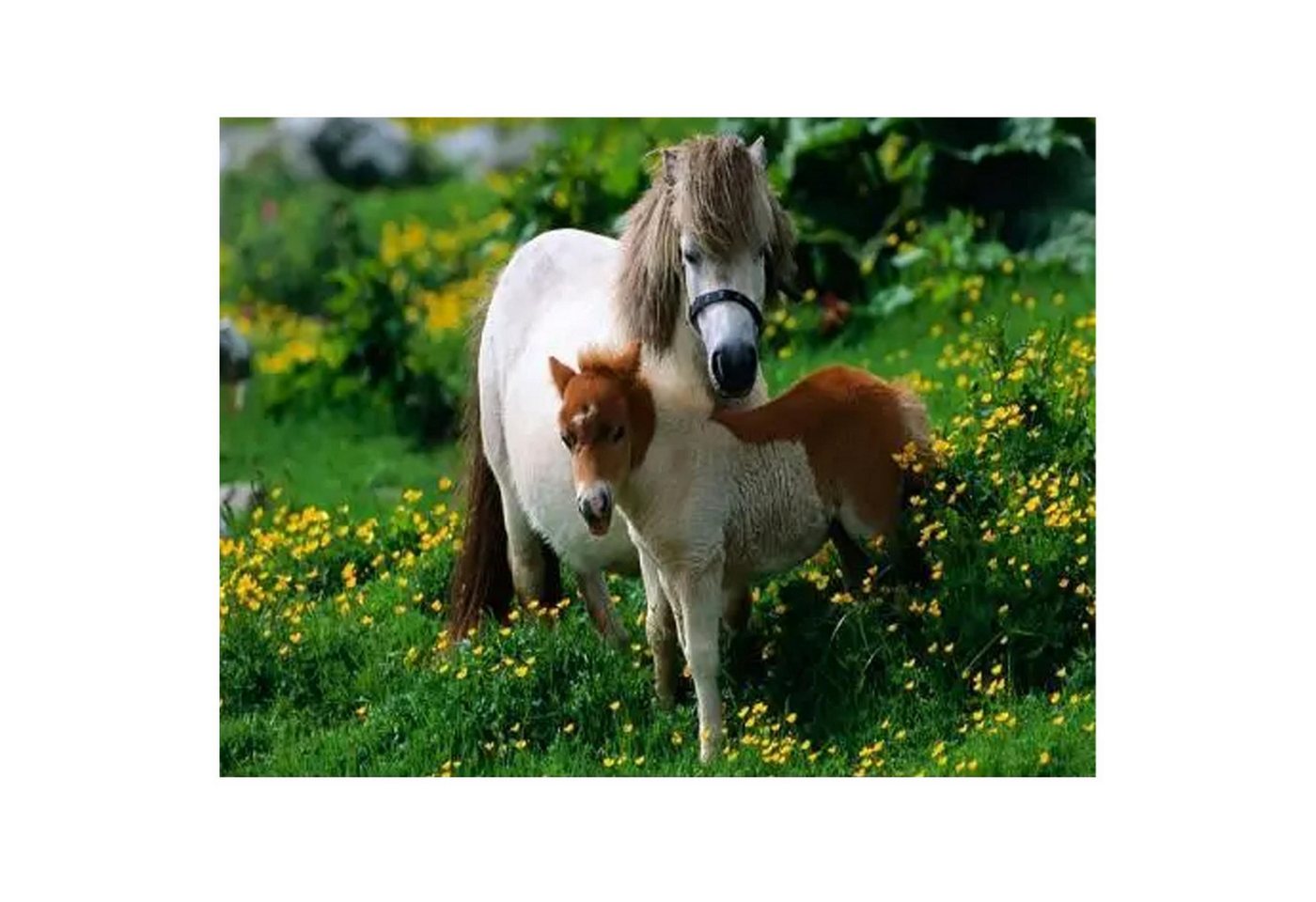 Realb2b Malen nach Zahlen XL Pony Malset – Kreatives Malen nach Zahlen mit Rahmen 40x50cm (Komplettes Malset: Kreatives Malen nach Zahlen mit Rahmen und Farben, Malen nach Zahlen Set: Leinwand 40x50cm, Acrylfarben, Pinsel, Rahmen), Pony Malset: Hochwertige Leinwand 40x50cm mit Acrylfarben & Rahmen Bild 4