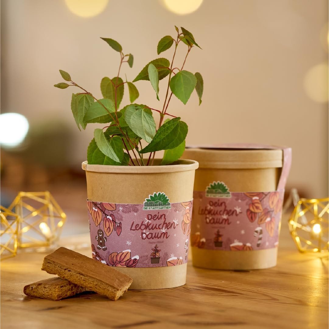 Die Stadtgärtner Anzuchttopf Lebkuchenbaum Anzuchtset von "Die Stadtgärtner", Geschenkidee (1 St)