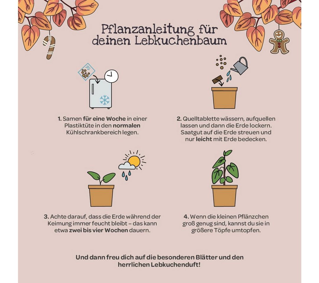 Die Stadtgärtner Anzuchttopf Lebkuchenbaum Anzuchtset von "Die Stadtgärtner", Geschenkidee (1 St) Bild 5