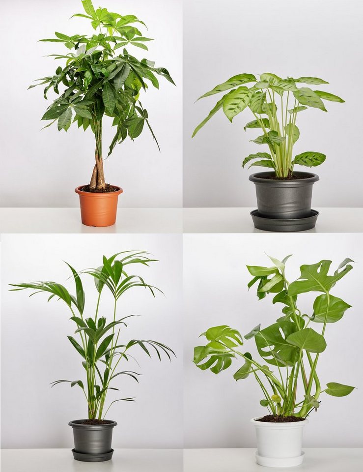 Garronda Blumentopf Set Dreier Pack GD-0022 (1 St)