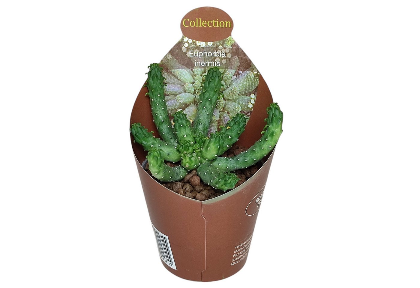 Exotenherz Kaktus Euphorbia inermis seltenes Wolfsmilchgewächs Rarität 6,5cm Topf